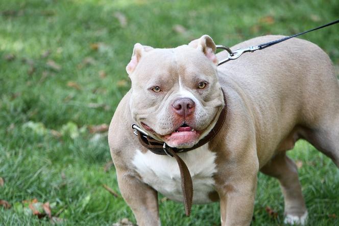 MAKABRA! Znaleźli ciało bez ręki i głowy! Na ich drodze stał amstaff