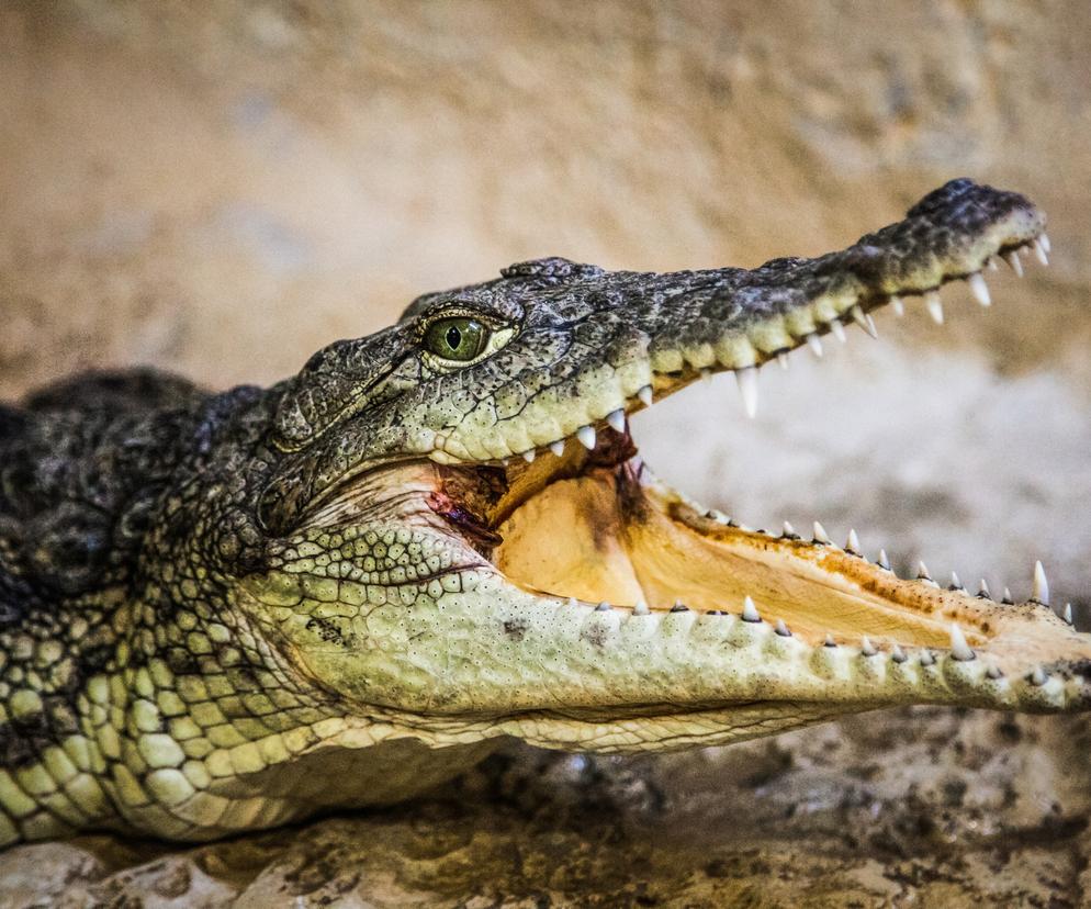  Krokodyl rozerwał żywcem 32-latkę! Potworny atak nad rzeką