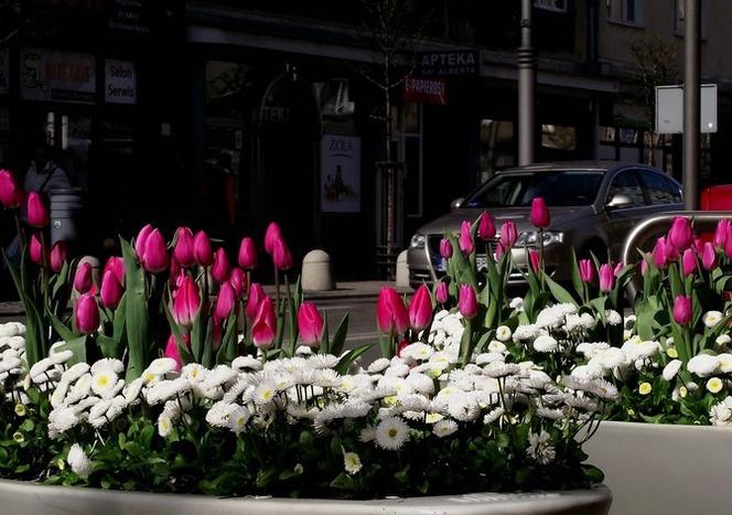 Miejskie kwietniki w Gdyni zachwycają