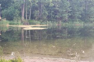 Jezioro Długie zarasta inwazyjna roślina. Radny interweniuje [ZDJĘCIA]