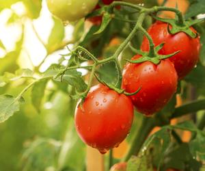 Wsypuję to do blendera i mielę na jednolitą masę. Wczesną wiosną tylko tym podlewam sadzonki pomidorów. Łodygi uginają się od soczystych pomidorów. Jak nawozić pomidory?
