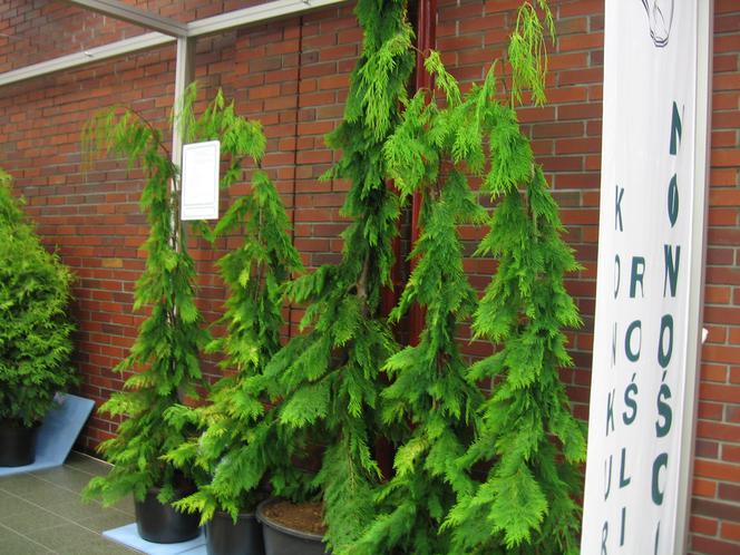 Cyprysik Lawsona ‘Filip's Golden Tears’