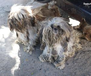 Horror na Śląsku. Policja odebrała 23 zaniedbane psy właścicielom. Były brudne, wycieńczone i zagłodzone