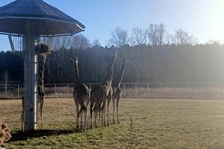 Żyrafy z poznańskiego zoo poczuły wiosnę