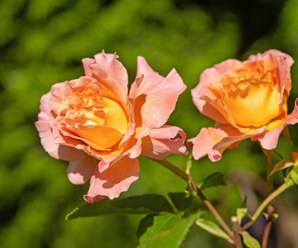 Róża herbaciana 'Augusta Luise'