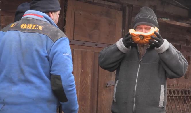 Rolnicy. Podlasie. Karmienie zwierzą dyniami i sianem. Gienek docinał Sławkowi