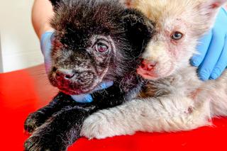 Zwierzęta z pseudohodowli na Ukrainie których nikt nie chce szukają domów w Polsce