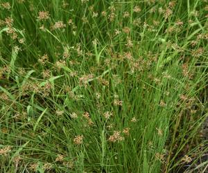 Sit rozpierzchły - Juncus effusus