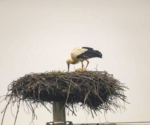 Koniec bocianich wakacji! Ornek pędził do Polski, aby uwić gniazdko dla ukochanej