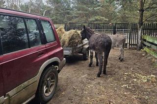 Fundacja Inter Pares prosi o pomoc. Brakuje siana dla koni