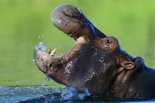 Inwazja kokainowych hipopotamów! Są gigantyczne i zabójcze