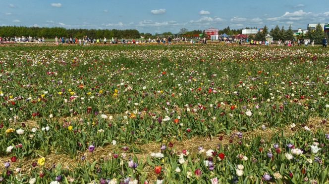 Święto Tulipanów 2025