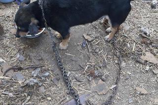 1 proc. podatku dla podopiecznych. Wspomóż Towarzystwo Opieki nad Zwierzętami