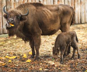 W ZOO Wrocław urodziły się dwa małe żubrzątka. Zobacz, jakie to słodziaki [ZDJĘCIA]