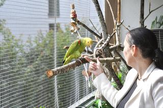 Papuga śpiewa Sto lat. Interweniuje policja
