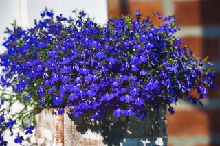 Lobelia przylądkowa - Lobelia erinus - niebieskie kwiatki na balkon, taras i ogrodowe rabaty. Jak długo kwitnie lobelia?
