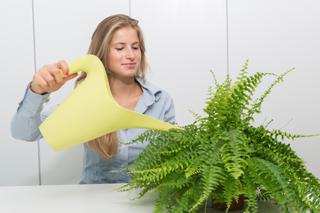 Podlewanie roślin doniczkowych