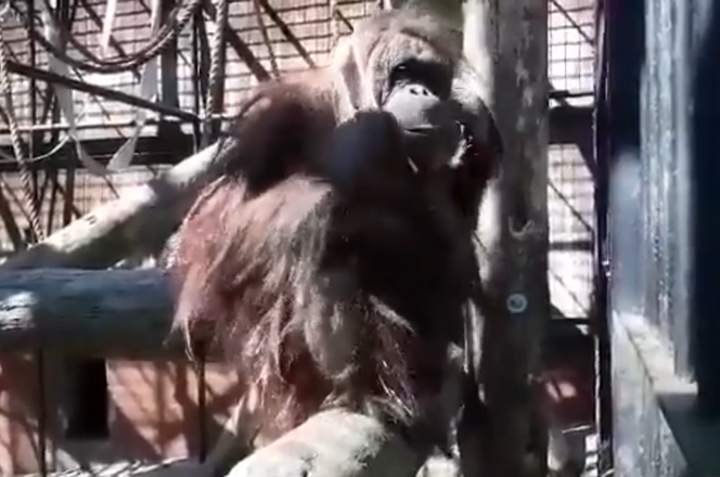 Gdański orangutan pokazał, jak nie zakładać maseczki. Padniecie ze śmiechu! [WIDEO]