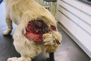 Pies z otwartą raną w lecznicy ADA w Przemyślu