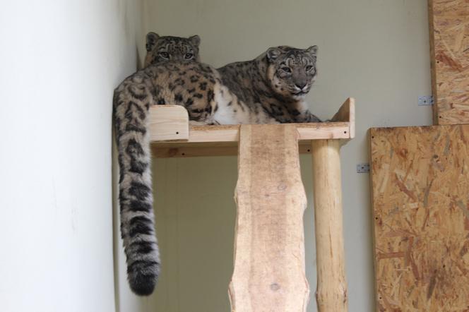 Myślęcińskie zoo powiększyło swoją kolekcję dzikich kotów