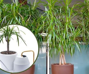 Jak podlewać dracenę, aby jej nie przelać? Czy dracena lubi podlewanie?