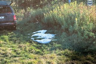 Myśliwi odstrzelili łabędzie pod ochroną. Grozi im więzienie. Co się stało w Namysłowie?