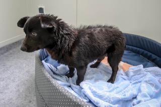 PIESEK NA GROBIE OPIEKUNA.