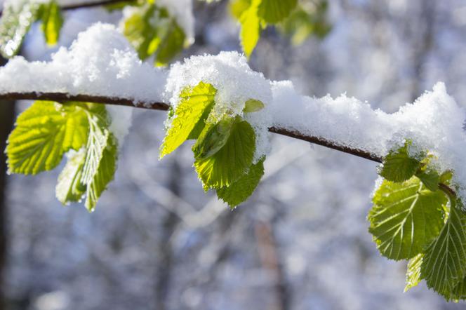 Prognoza pogody - śnieg i przymrozki w marcu