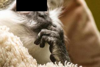 Kapucynek Antoś w Gangu Bociana