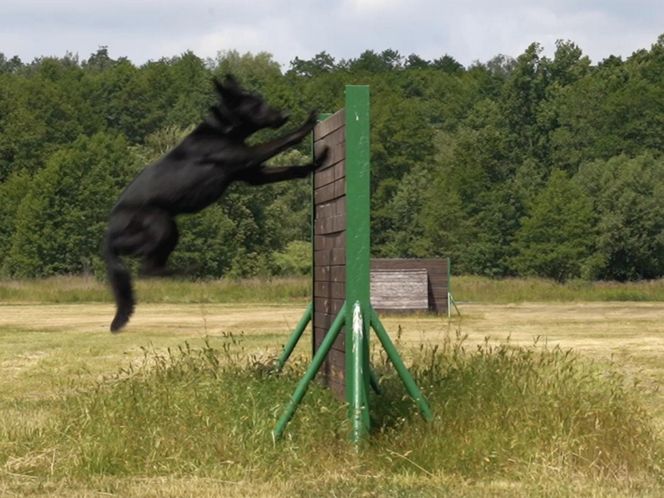 Policjanci i ich psy służbowe walczyli o tytuł! Kto okazał się najlepszy?