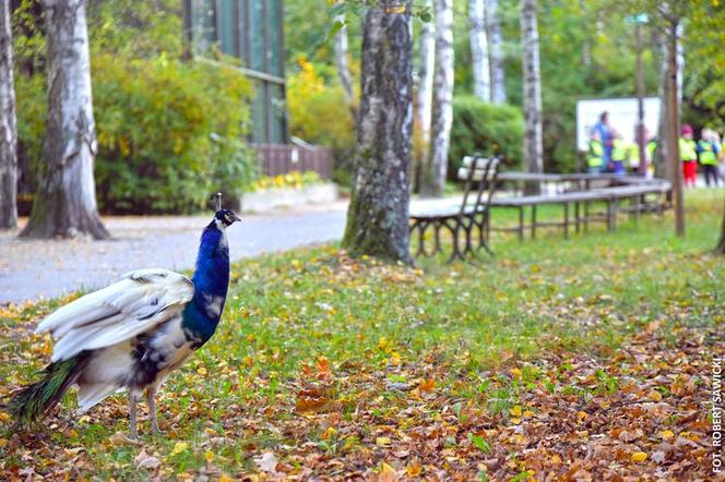 Zobacz jak wygląda największy park miejski w Polsce