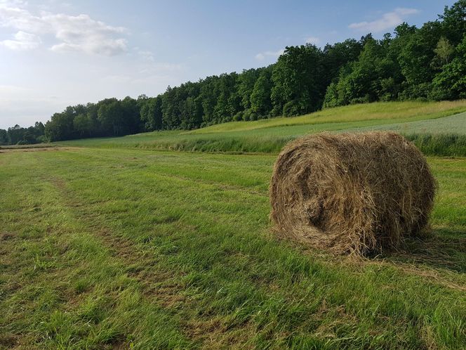 Gmina Sadowie w powiecie opatowskim