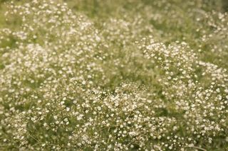 Gipsówka wiechowata - Gypsophila paniculata