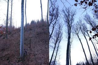 Poszukiwacz leśnych olbrzymów odnalazł największe drzewo w Polsce. Rośnie pod Tarnowem