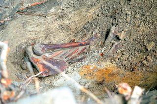 Badacze IPN odkopali 20 szkieletów! Trwają ekshumacje na cmentarzu na Służewcu 