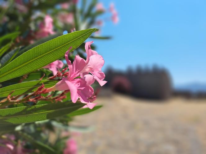 Lesvos - wakacje na wyspie Safony