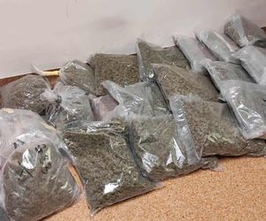 Prawie 40 kilogramów narkotyków i dwie duże plantacje. Dwaj zatrzymani w Starachowicach i gminie Brody