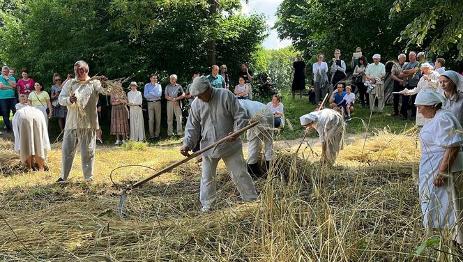 W Skansenie odbyły się retro żniwa, żęto żyto metodami pradziadków