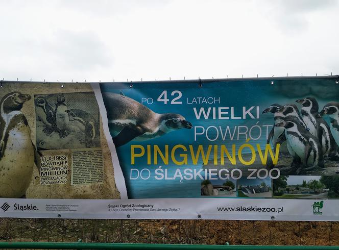 Chorzów: Po 42 latach do Śląskiego Ogrodu Zoologicznego wracają pingwiny! [ZDJĘCIA, AUDIO]