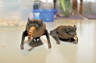 Batmama nie śpi w nocy, bo karmi niepoterze