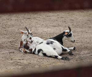 Zamiast dokarmiać, czochrają zwierzęta. Nowa atrakcja w lubińskim zoo