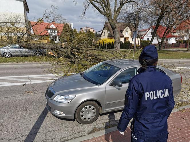 Wichura w Białymstoku. Potężne drzewo ZMIAŻDŻYŁO samochód