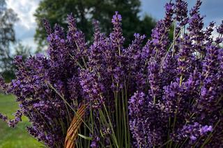Dwie dziewczynki z Bydgoszczy zarabiają na wakacje. Ludzie zamawiają u nich od razu po kilka bukietów 