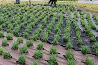 Lawendowe pole w Parku Żeromskiego. To zwycięski projekt z łódzkiego Budżetu Obywatelskiego