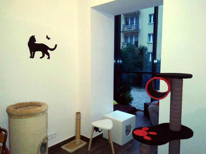 Katowice: Pierwsza na Śląsku Kocia Kawiarnia działa już trzy tygodnie! [ZDJĘCIA]