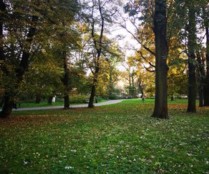 Jesień w Parku Krakowskim