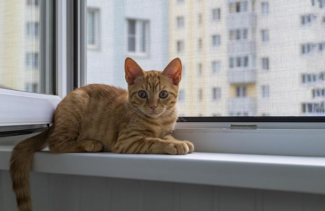 Siatka na balkon dla kota - rodzaje