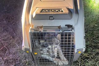 Ktoś wsadził psa do transportera i porzucił obok działek w Bydgoszczy! Policja szuka właściciela