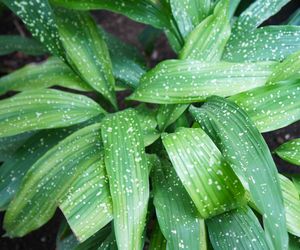 Aspidistra wyniosła