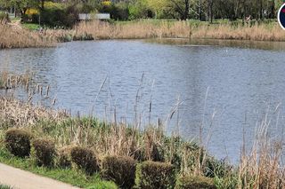 Makabryczne odkrycie w Warszawie: ciało w stawie przy pętli tramwajowej